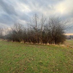 Wycinka drzew Rzeszów 1