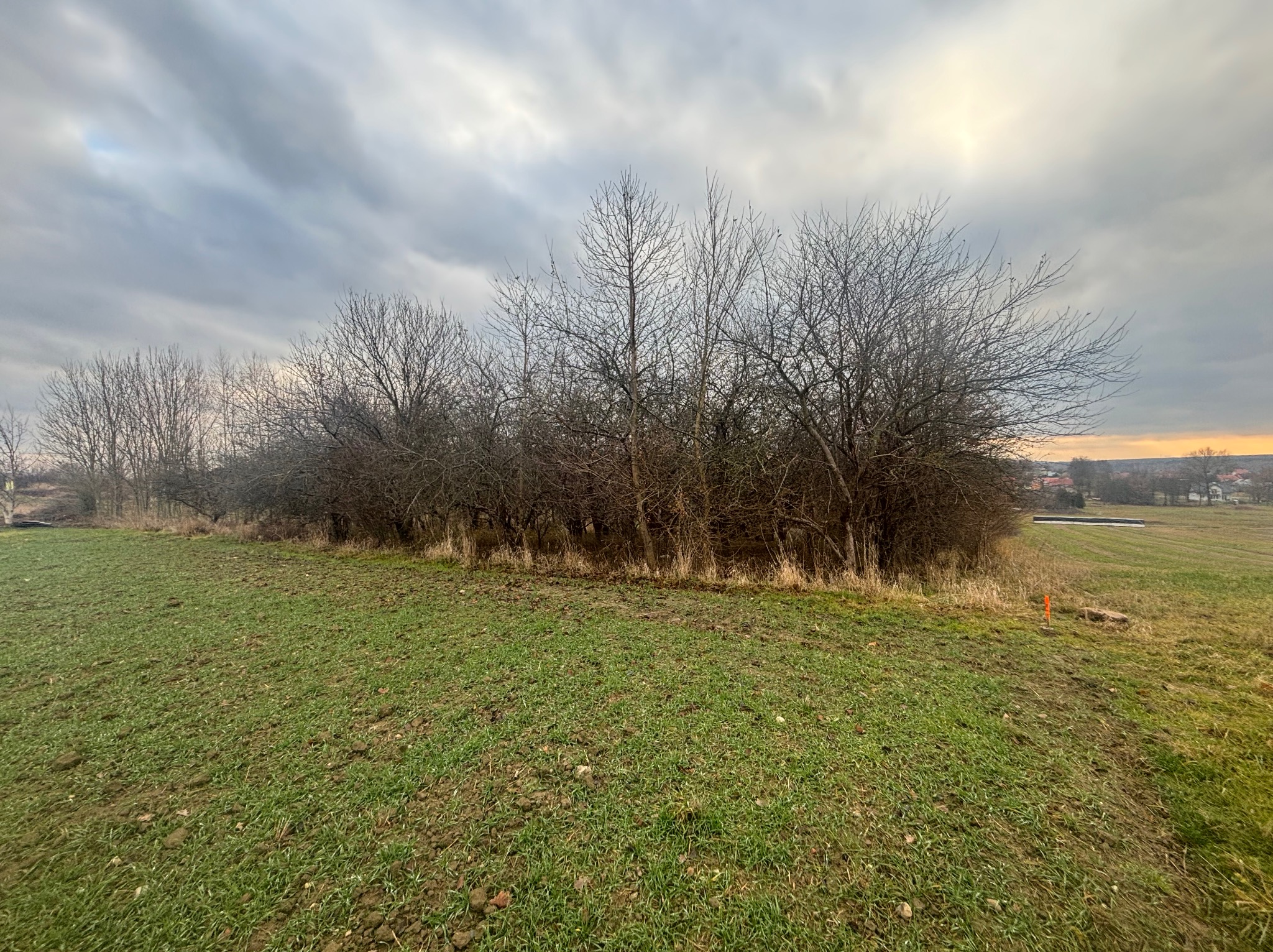 Jesienny krajobraz: pole z młodą trawą, rząd drzew bez liści pod pochmurnym niebem. Pomarańczowy słupek w oddali. Ujęcie szerokokątne.