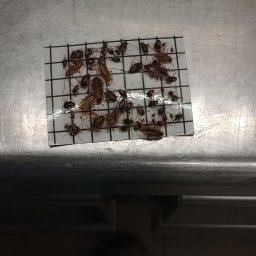 Dezynsekcja i deratyzacja Warszawa 1