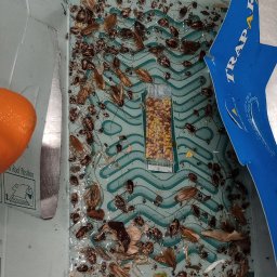 Dezynsekcja i deratyzacja Warszawa 2