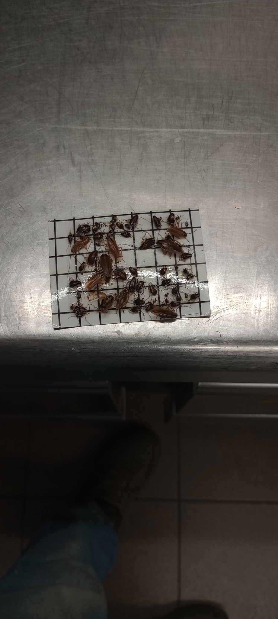 Klejowa pułapka z dużą ilością martwych karaluchów na metalowej powierzchni. Efekt dezynsekcji, skuteczne zwalczanie szkodników.