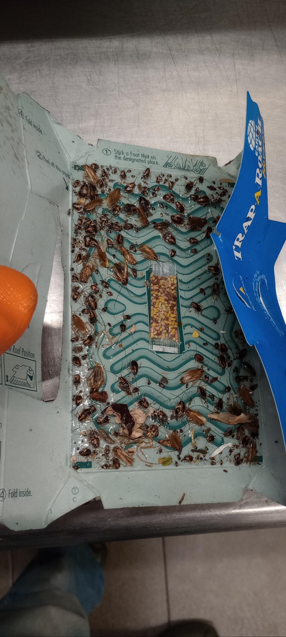 Pułapka na karaluchy z dużą ilością złapanych owadów. Widoczny wkład z przynętą. Niebieski element pułapki z napisem 'TRAP-A-ROACH'.