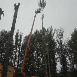 Wycinka drzew Kołobrzeg 4