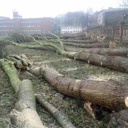 Wycinka drzew Kołobrzeg 3