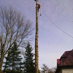 Wycinka drzew Kołobrzeg 2