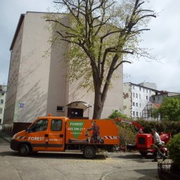 Wycinka drzew Kołobrzeg 1