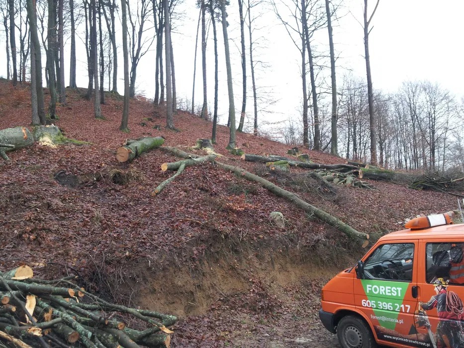 Wycinka drzew na zboczu w Kołobrzegu. Powalone pnie i gałęzie na tle lasu liściastego. Pomarańczowy samochód z logo firmy świadczącej usługi leśne.