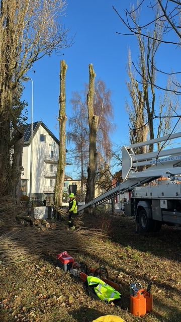 Przycięte drzewa w parku miejskim, widoczne narzędzia i pracownik w odblaskowej kamizelce, podnośnik koszowy. Błękitne niebo w tle.