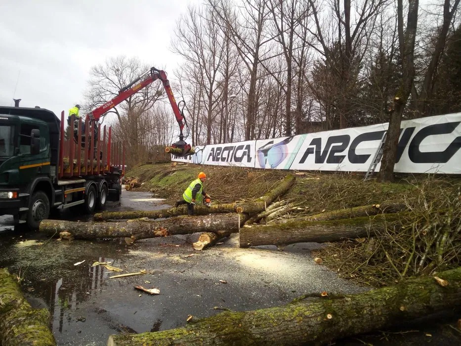 Pracownik w kamizelce tnie piłą spalinową pnie drzew na drodze. W tle ciężarówka z dźwigiem i banner reklamowy. Wycinka drzew w trakcie realizacji.