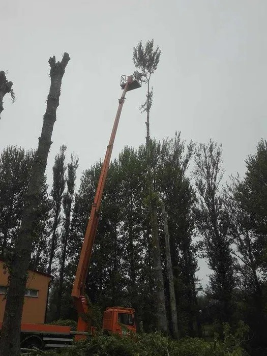 Pomarańczowy podnośnik koszowy z pracownikiem przy wysokim drzewie, obok ścięte pnie. W tle budynek i gęsty las. Pochmurne niebo.