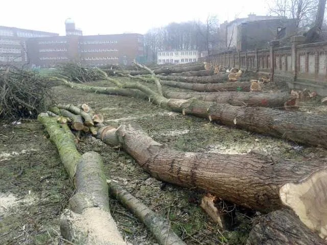 Świeżo ścięte pnie drzew leżące na ziemi, widoczne ślady po cięciu, w tle budynki i mur z cegły. Prace po wycince drzew w przestrzeni miejskiej.