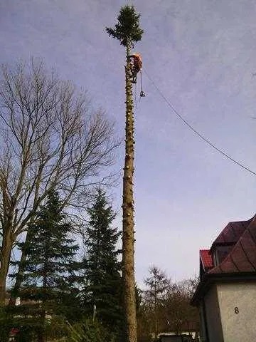 Arborysta w trakcie wycinki wysokiego drzewa, zabezpieczony linami, z widocznymi śladami po obciętych gałęziach na pniu. W tle budynek i inne drzewa.
