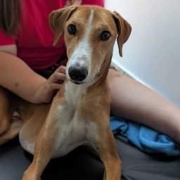 Weterynarz Szczecin 3