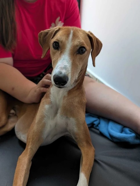 Portret psa rasy Whippet z białym pyskiem, siedzącego na kolanach osoby w czerwonej koszulce, z delikatnym dotykiem dłoni na jego klatce piersiowej.