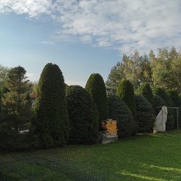 Wycinka drzew Zręcin 1