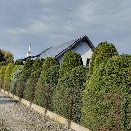 Wycinka drzew Zręcin 4