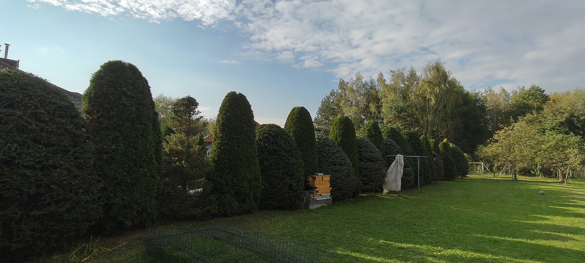 Równy szpaler formowanych żywotników zachodnich, z widocznym ułożonym drewnem i zielonym trawnikiem, na tle błękitnego nieba z chmurami.