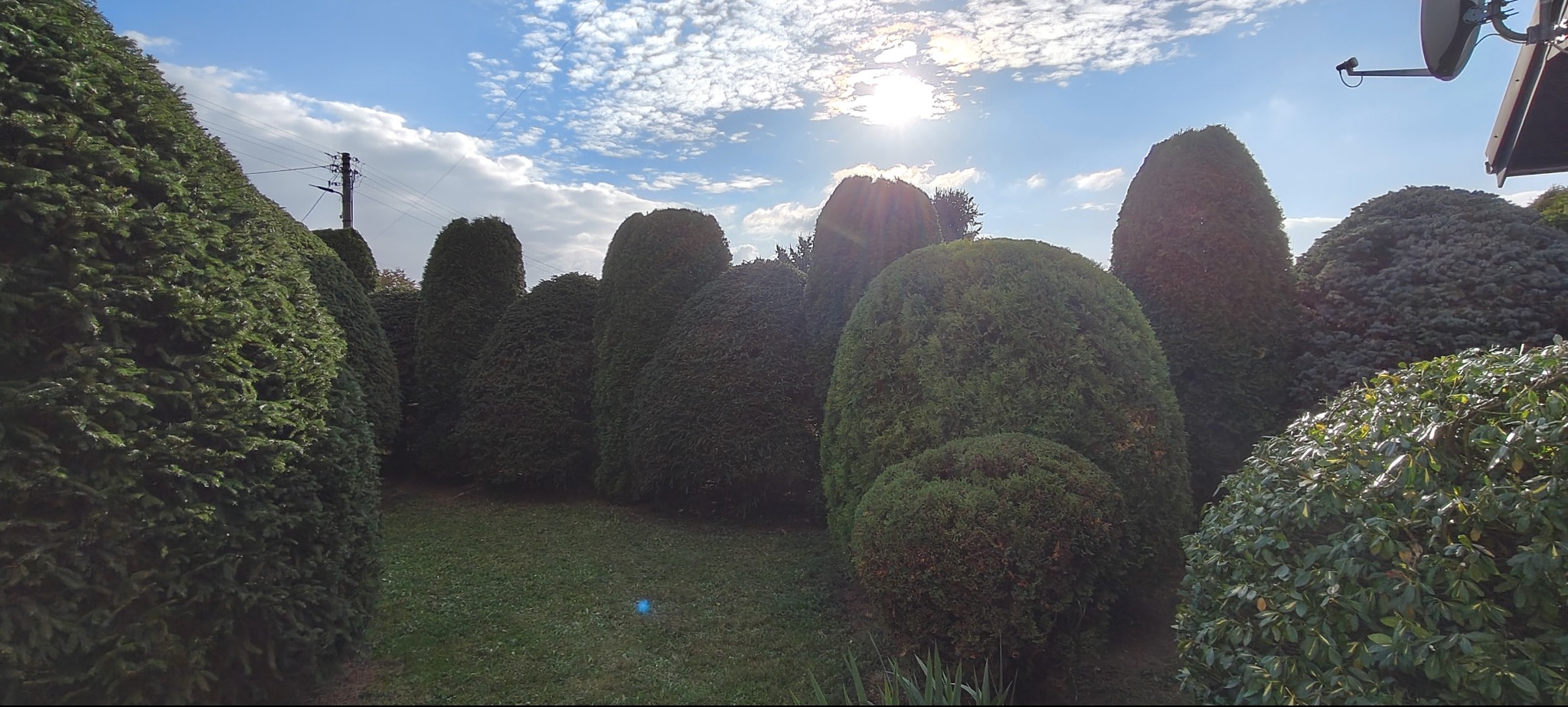 Ogród z formowanymi krzewami i drzewami iglastymi w kształcie stożków i kul, podświetlonymi słońcem na tle błękitnego nieba z obłokami.
