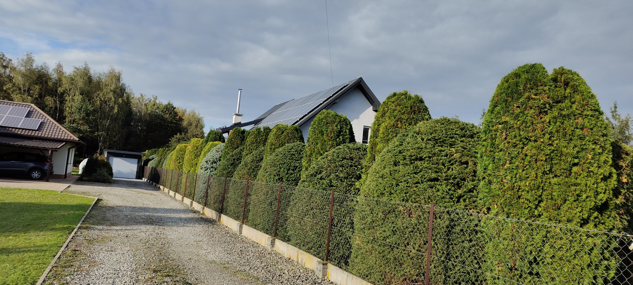 Równy szpaler przyciętych, zielonych tuj wzdłuż metalowej siatki ogrodzeniowej, prowadzący do jasnego domu z panelami słonecznymi i szarym dachem.