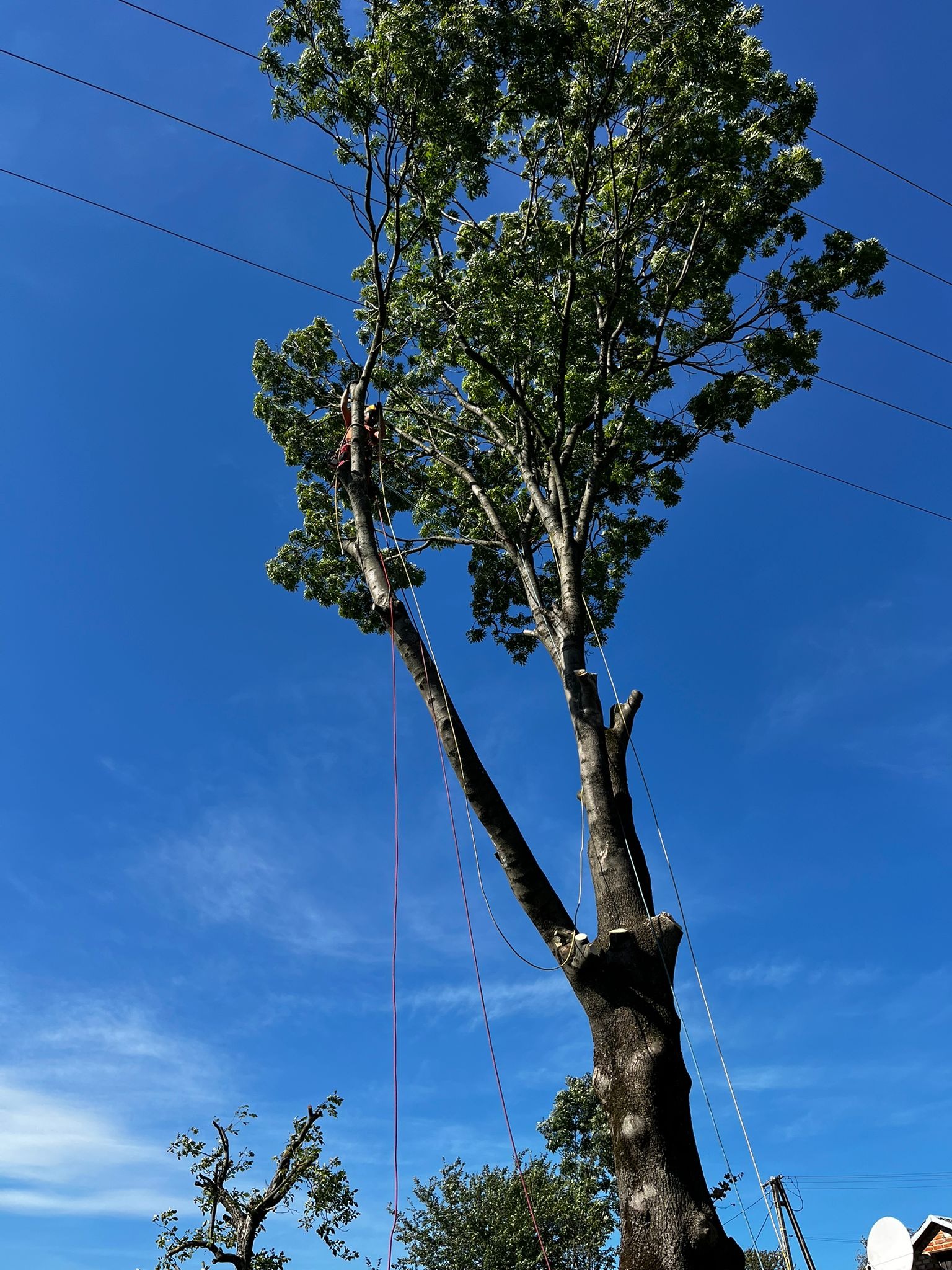 Arborysta przy pracy: wspinaczka na wysokie drzewo z użyciem lin, częściowo ogołocone z gałęzi, na tle błękitnego nieba i linii energetycznych.