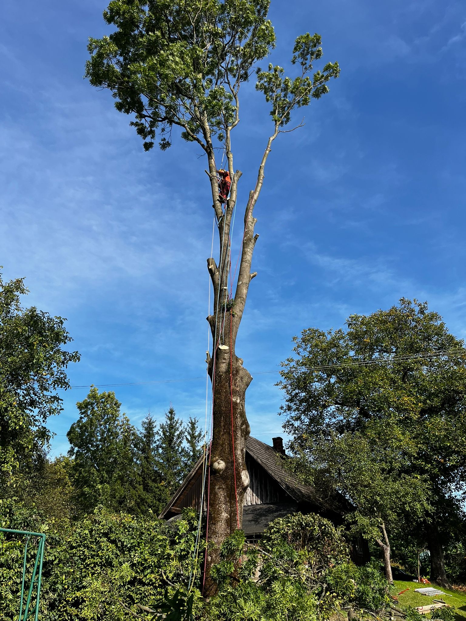 Arboryści pracują na wysokiej sośnie w Zręcinie. Widoczny pracownik w uprzęży i liny. Częściowo ogołocone drzewo na tle błękitnego nieba i zarośli.