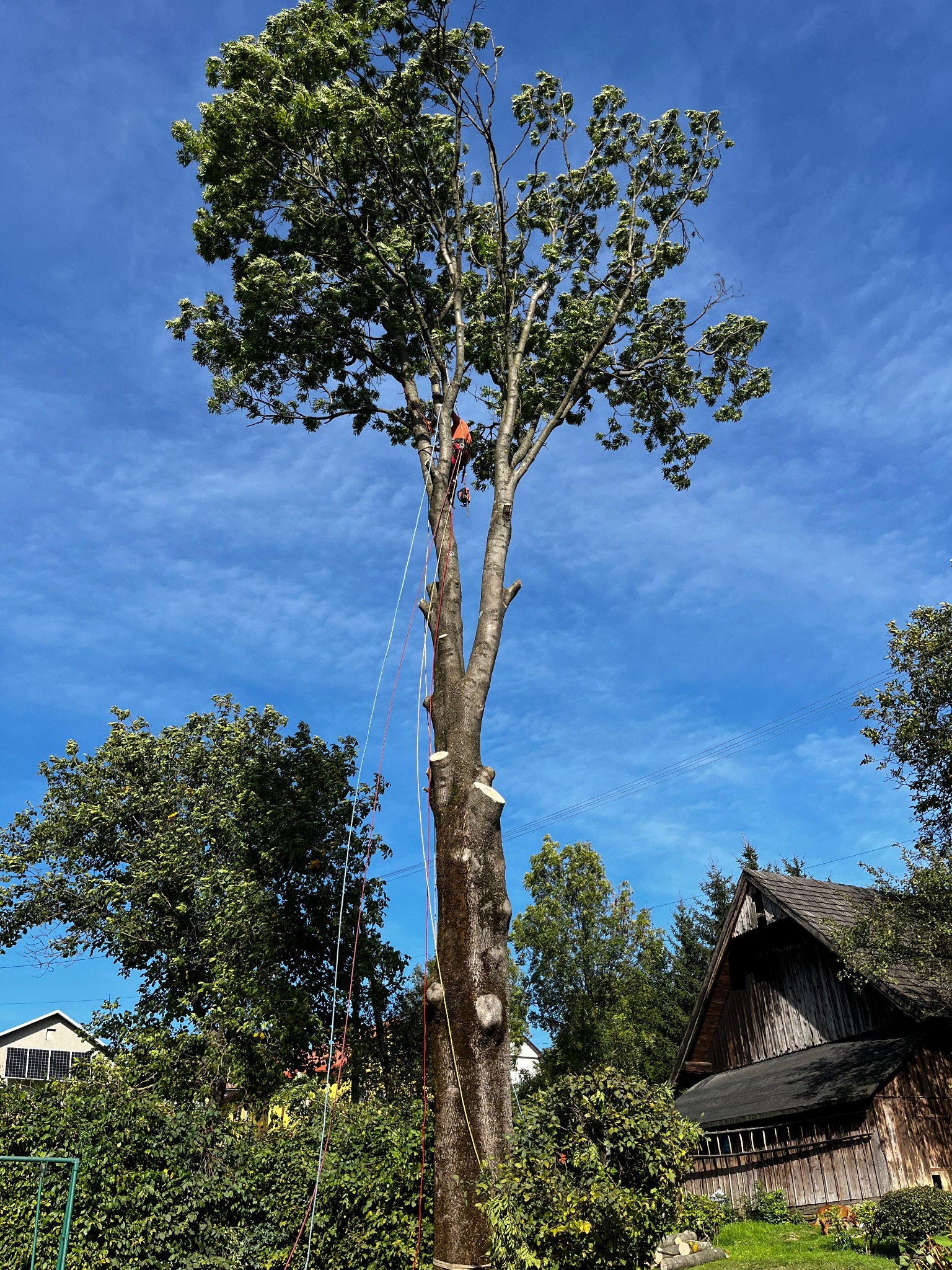 Wysokie drzewo po częściowej wycince, zabezpieczone linami. Na drzewie pracownik w pomarańczowym kombinezonie. Widoczne ślady cięć i otoczenie z zielenią i budynkami.