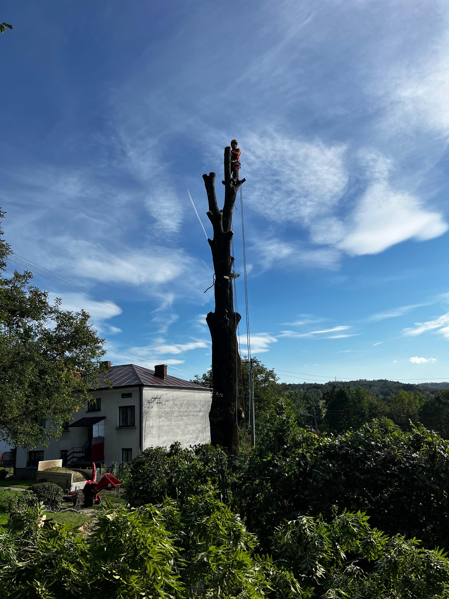 Arborysta w kasku, na wysokim, ogołoconym drzewie z linami, po wycince gałęzi. W tle dom, niebo z chmurami i maszyna do rozdrabniania gałęzi.
