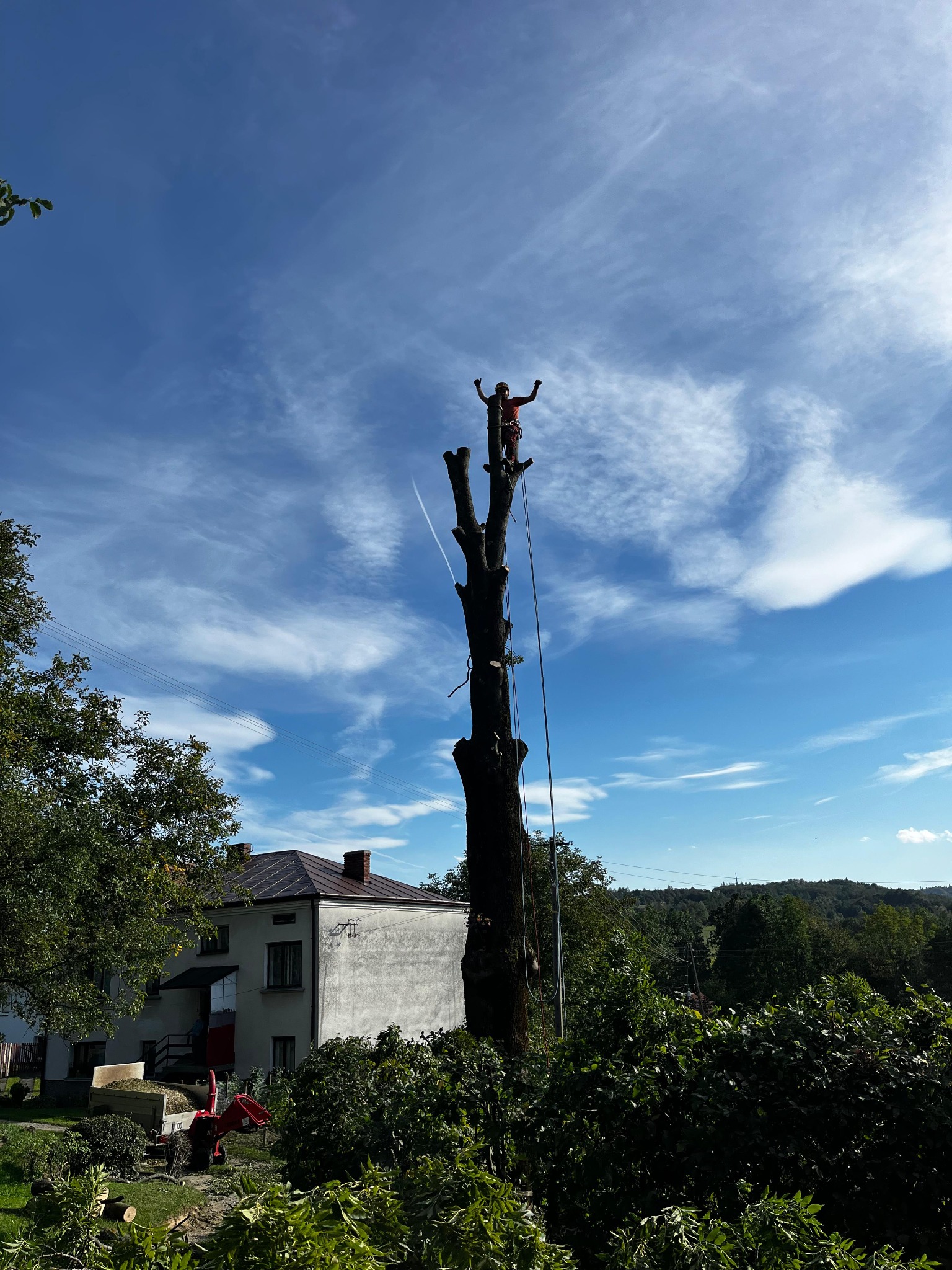 Arborysta na wysokim, ogołoconym drzewie, z uniesionymi rękami na tle błękitnego nieba. W tle dom i rozdrabniacz gałęzi. Wokół ścięte gałęzie.