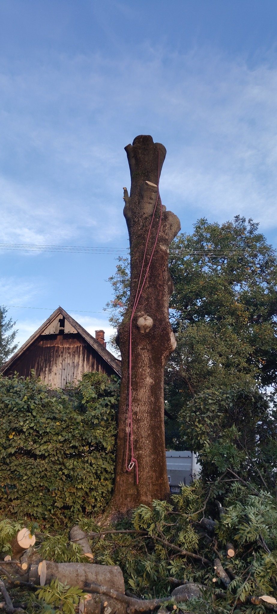 Ogolone drzewo z liną w ogrodzie, po wycince gałęzi. W tle widoczny dom i inne drzewa.