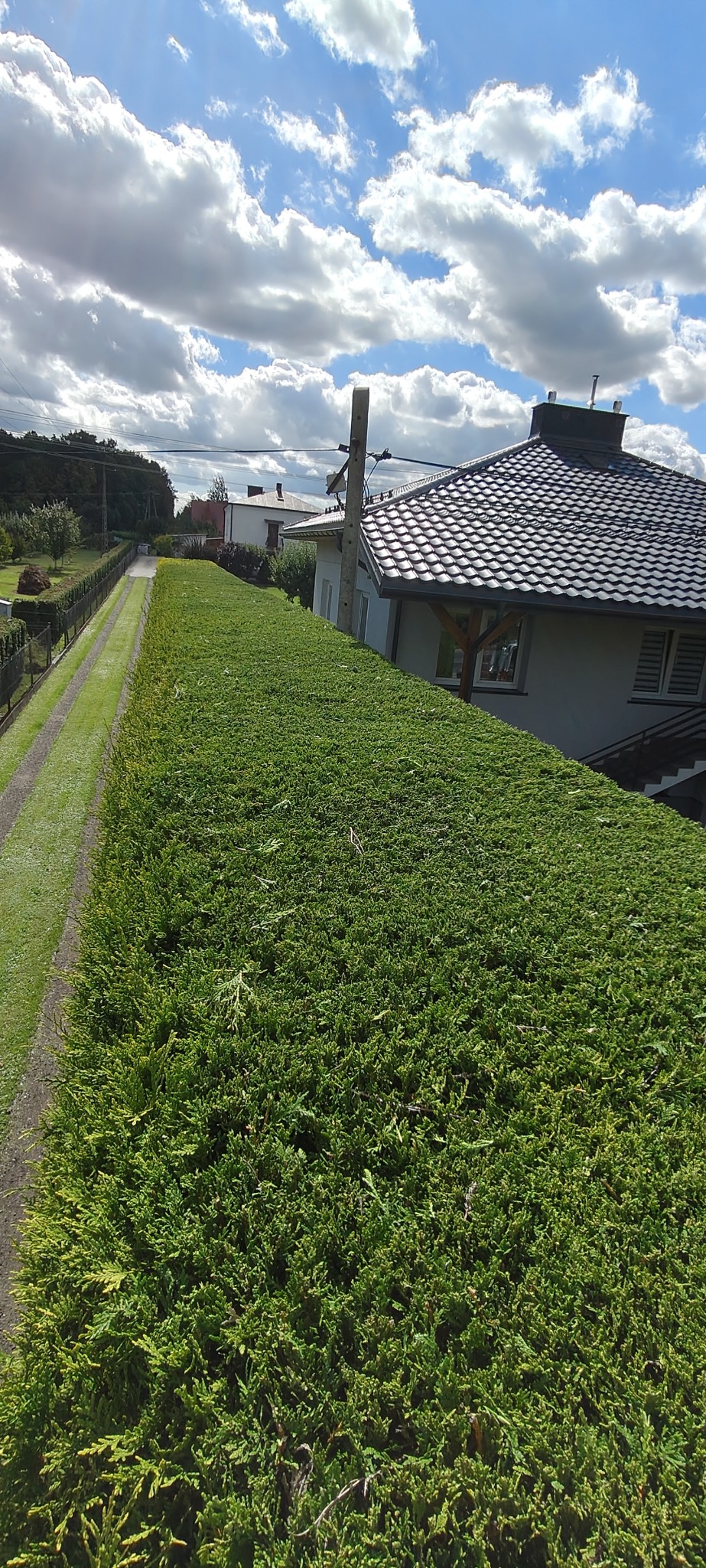 Równy, zielony żywopłot z tui na tle domu z ciemną dachówką i błękitnego nieba z chmurami. Widoczna ścieżka obok żywopłotu.