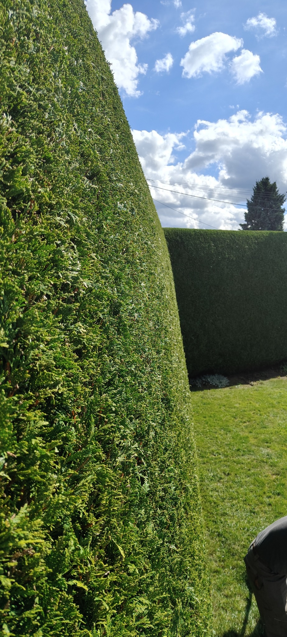 Równo przycięty żywopłot z tui na tle błękitnego nieba z chmurami. Widoczny fragment trawnika i oddalony drzewo. Precyzyjne cięcie krzewów.