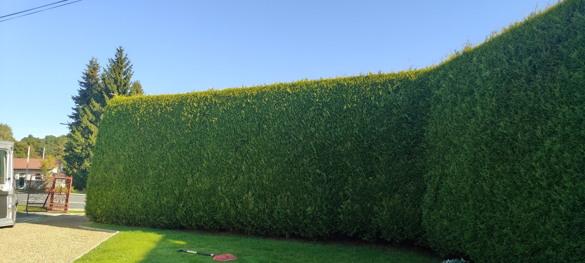 Równy, gęsty żywopłot z tui szmaragd, wysoki na całą posesję, po profesjonalnym cięciu. W tle budynek mieszkalny i niebo.