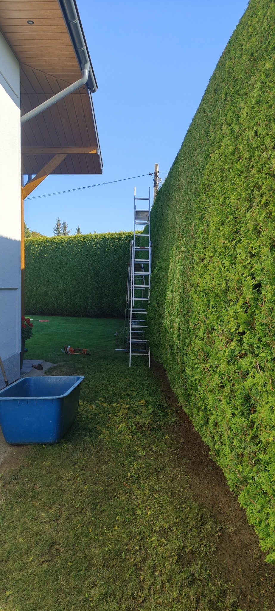 Wysoka, równo przycięta ściana z żywopłotu z drabiną. Na trawniku leżą ścinki, obok stoi niebieski pojemnik. Widoczne narzędzia ogrodnicze.