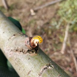 Karol Kluska - Fantastyczne Sadzenie Drzew Skarżysko-Kamienna
