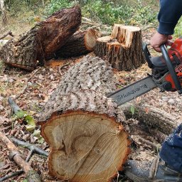 Wycinka drzew Bliżyn 2