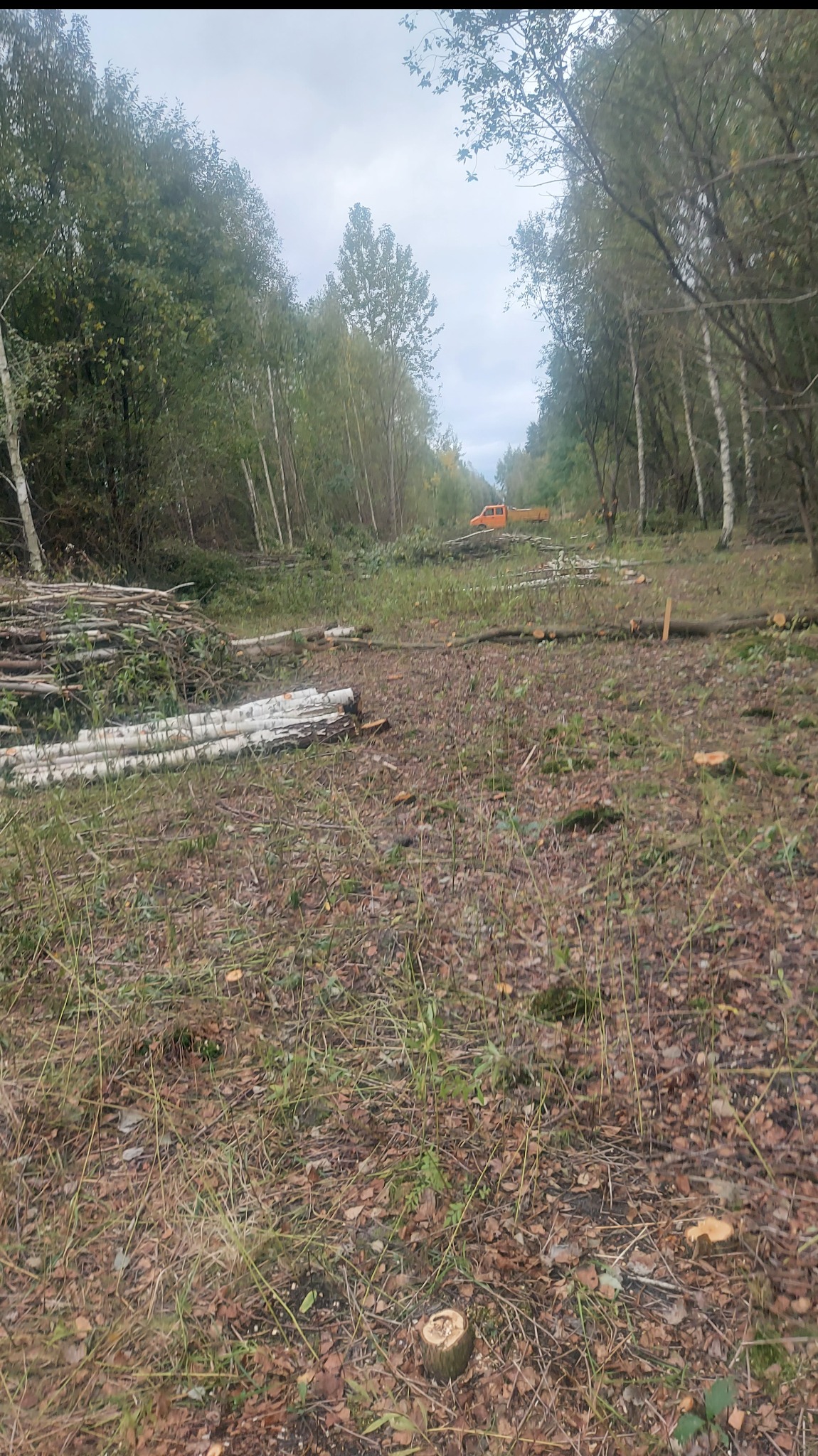 Świeżo wycięty pas drzew w lesie z ułożonymi pniami brzozy i pomarańczową ciężarówką w oddali, widok z poziomu gruntu.