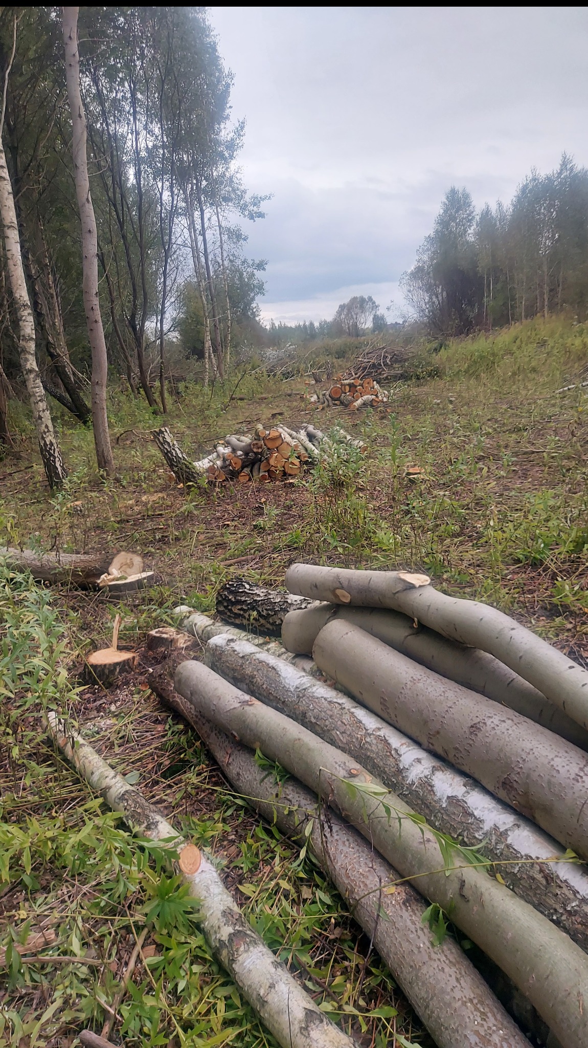 Ścięte pnie drzew na łące, w tle widoczne drzewa i niebo. Świeżo ścięte pnie ułożone w stosy. Widoczne ślady po wycince.