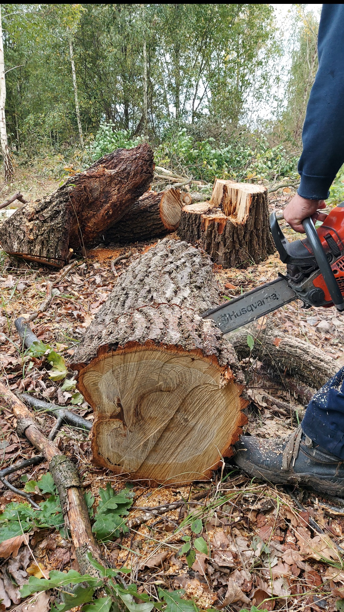 Mężczyzna przecina kłodę piłą Husqvarna w lesie, w tle ścięte pnie i drzewa. Wokół leżą trociny i liście. Widoczny but roboczy.