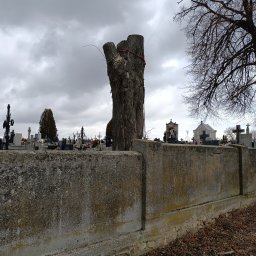 FUH KAMANI Kamil Walczak - Ogolony pień drzewa na cmentarzu, zabezpieczony czerwoną liną. W tle nagrobki i pochmurne niebo. Widoczne gałęzie drzewa bez liści i opadłe liście na ziemi.