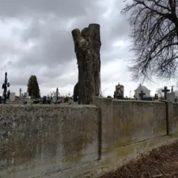 Ogolony pień drzewa na cmentarzu, zabezpieczony czerwoną liną. W tle nagrobki i pochmurne niebo. Widoczne gałęzie drzewa bez liści i opadłe liście na ziemi.