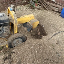 Wycinka drzew Motycz 1