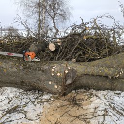 Wycinka drzew Motycz 3