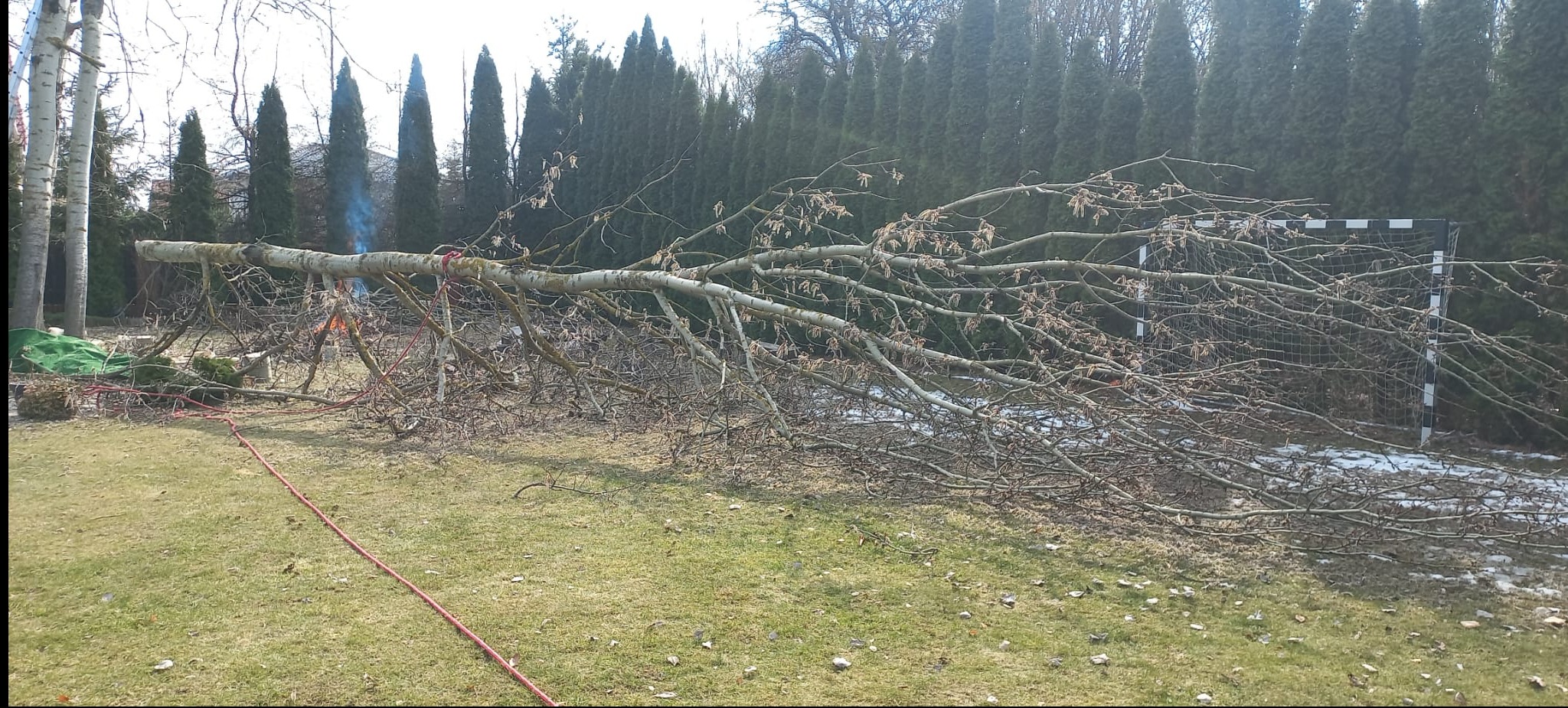 Ścięte drzewo leży na trawniku obok boiska. Widoczny dym i sprzęt do wycinki. W tle wysokie tuje.