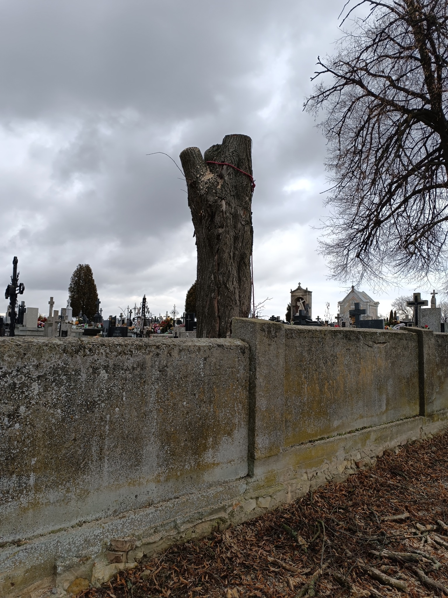 Ogolony pień drzewa na cmentarzu, zabezpieczony czerwoną liną. W tle nagrobki i pochmurne niebo. Widoczne gałęzie drzewa bez liści i opadłe liście na ziemi.