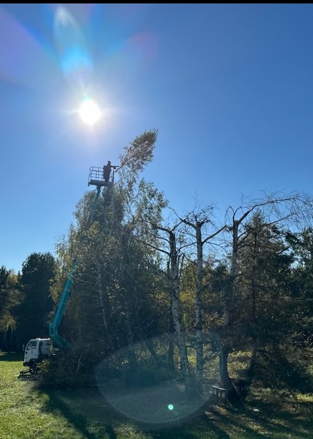 Pracownik w podnośniku koszowym przycina wysokie drzewo liściaste z zielonymi liśćmi na tle błękitnego nieba i ostrego słońca. Widoczny fragment lasu w tle.