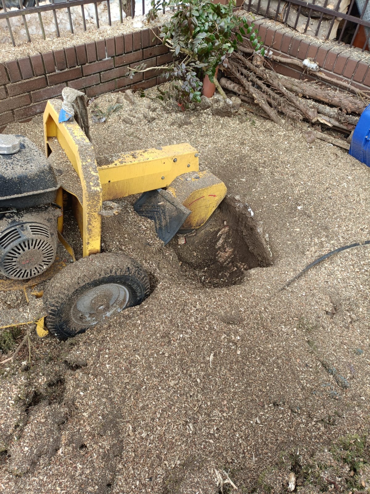 Żółta frezarka do pni drzew w trakcie pracy, otoczona wiórami. Widoczny fragment pnia w ziemi, ogrodzenie z cegły i metalu w tle. Sprzęt częściowo pokryty pyłem.