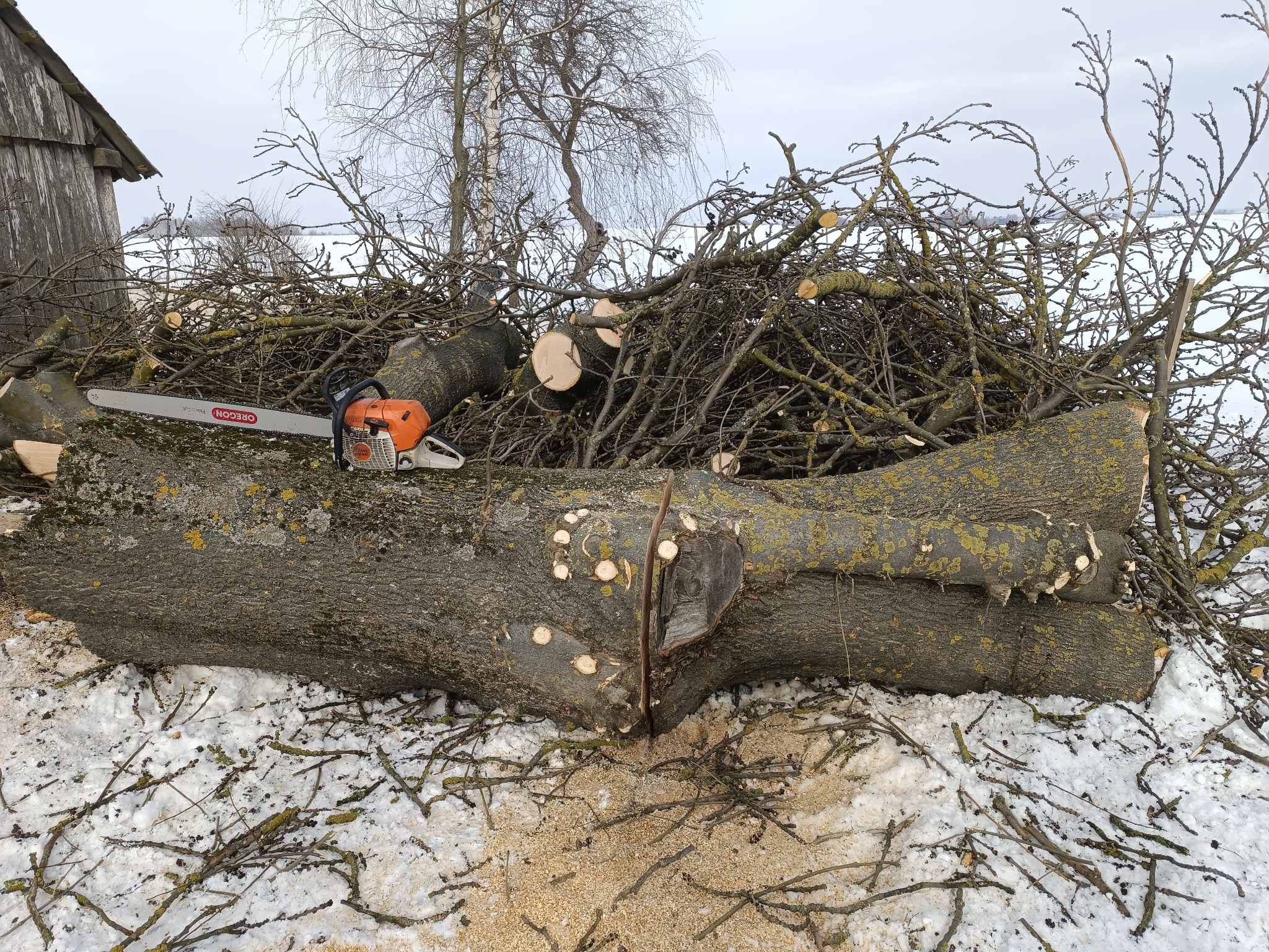 Ścięty pień drzewa z gałęziami i piłą łańcuchową na śniegu. Widoczne ślady cięcia i drobne gałązki. W tle budynek i drzewa bez liści.