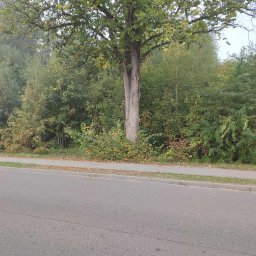 Wycinka drzew Nowe Miasto 3