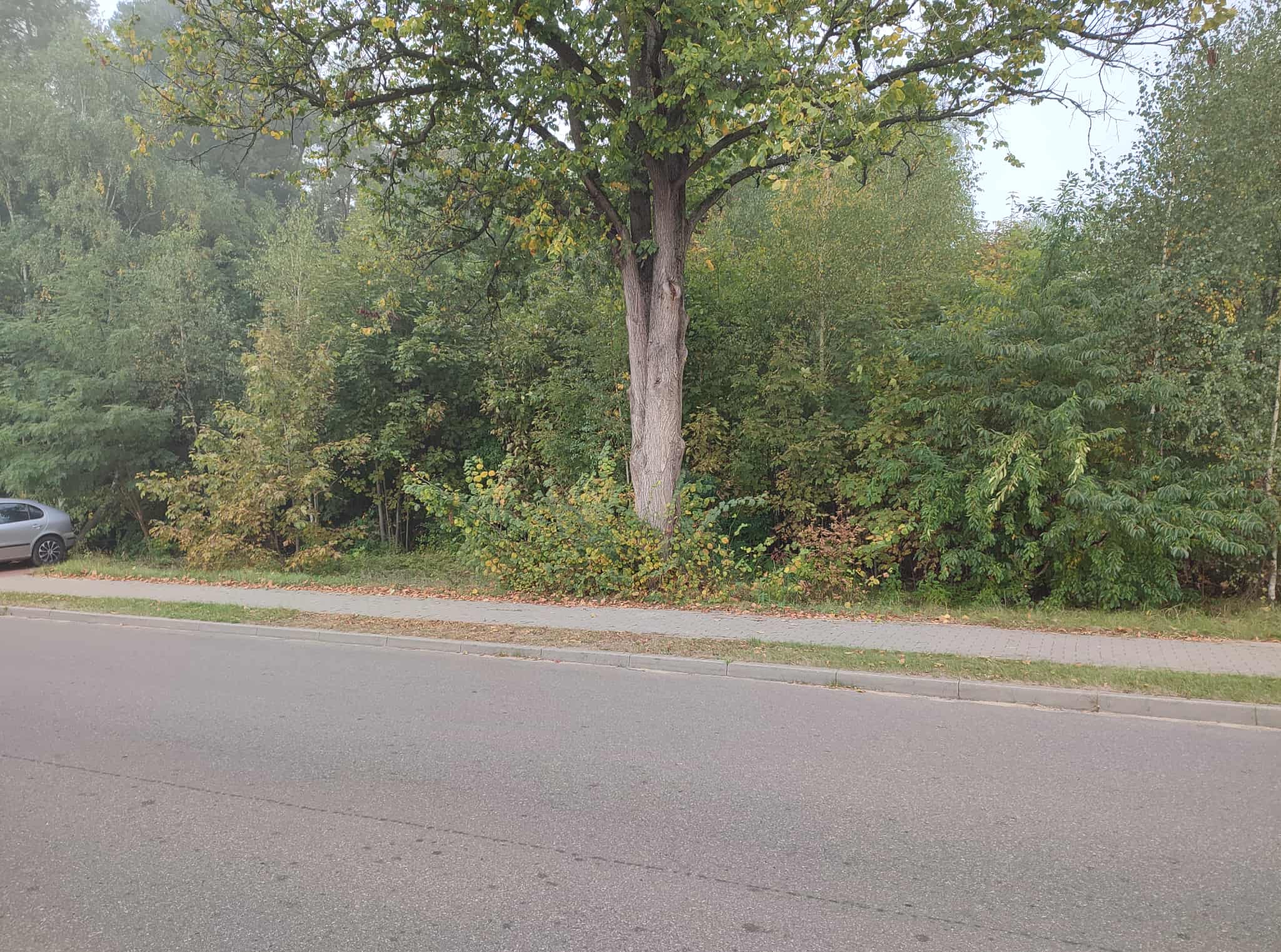 Jesienne drzewo z żółknącymi liśćmi rośnie przy chodniku i asfalcie. W tle widoczne drzewa i krzewy, na chodniku leżą opadłe liście. Częściowo widoczny samochód.