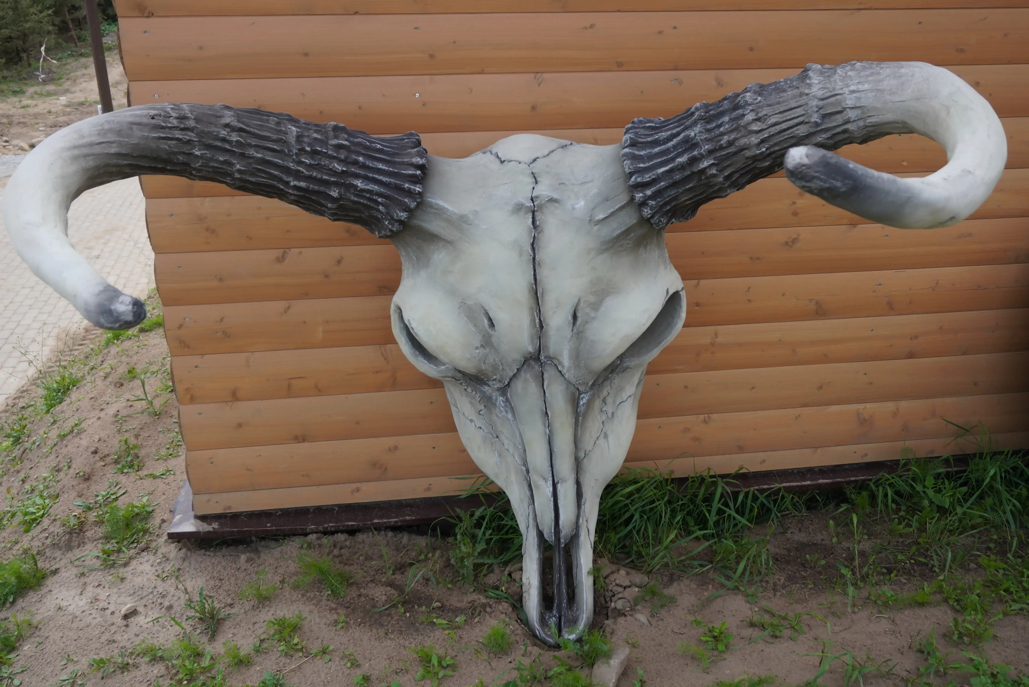 Dekoracyjny, biało-szary czaszka byka z długimi rogami, zamontowana na drewnianej, brązowej ścianie z desek. Nietypowa ozdoba zewnętrzna.